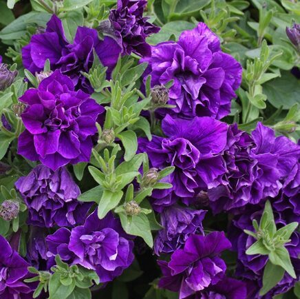 Petūnija 'Belinda'